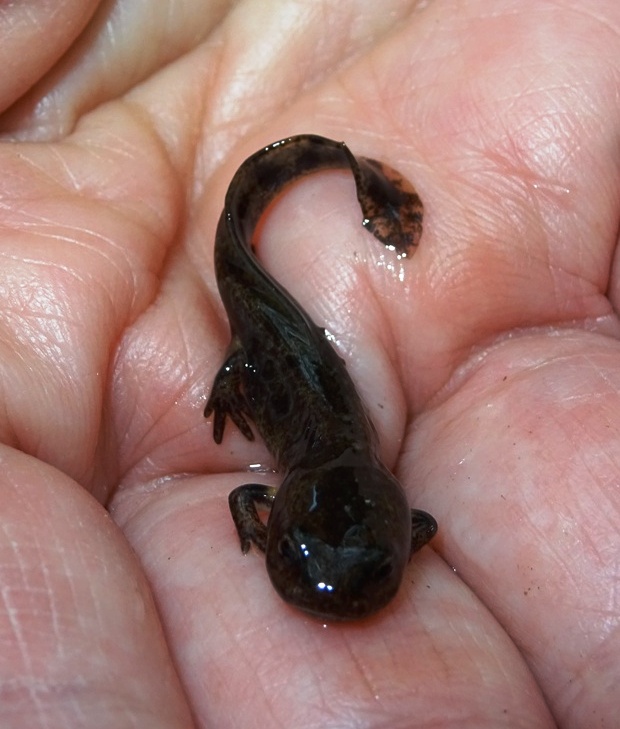Bébé salamandre