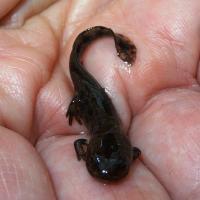Bébé salamandre